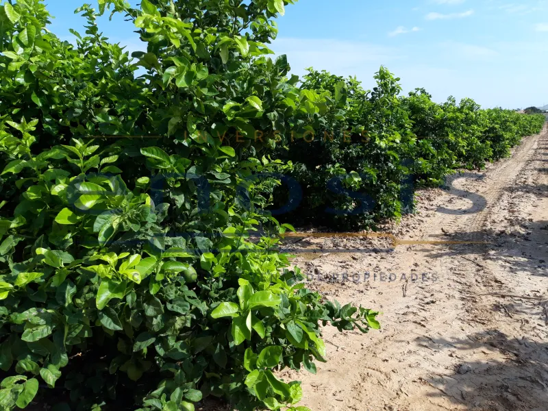 Finca de regadío de limoneros en producción, con vivienda en Torre-Pacheco.