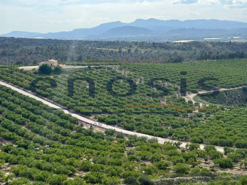 Finca de 120ha de limoneros en venta en Sangonera la Verde